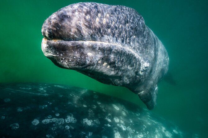 Gray Whale Watching Expedition at Magdalena Bay - Frequently Asked Questions