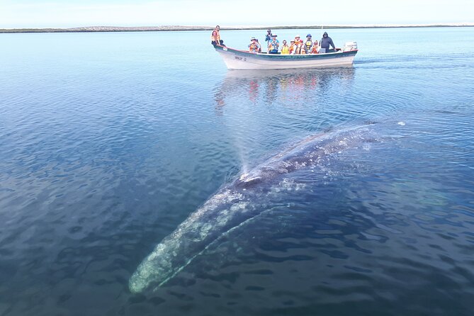 Gray Whale Watching Expedition at Magdalena Bay - What to Expect