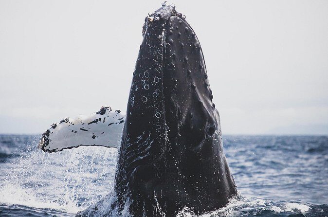 Gray Whale watching in Magdalena Bay From Los Cabos - Final Thoughts