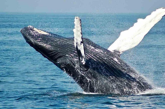 Gray Whale watching in Magdalena Bay From Los Cabos - FAQ