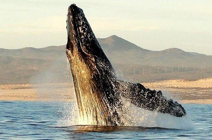 Gray Whale Watching Tour at Lopez Mateos - Who Should Consider This Tour?