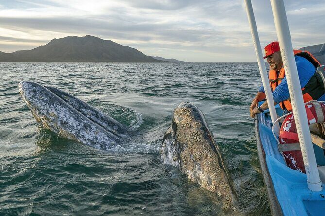 Gray Whales Watching in Magdalena Bay - Gray Whales Watching in Magdalena Bay: An Up-Close Look at Nature’s Gentle Giants