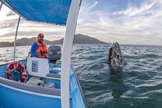 Gray Whales Watching in Magdalena Bay - Key Points