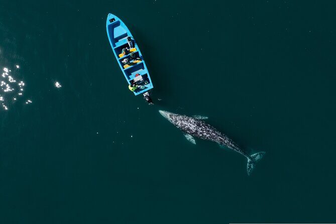 Gray Whales Watching in Magdalena Bay - What Makes This Tour Special?