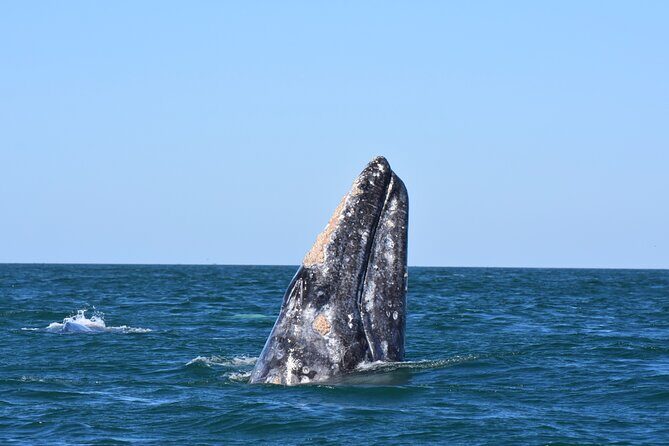 Gray Whales Watching in Magdalena Bay - Possible Drawbacks or Considerations
