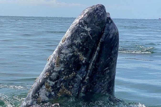 Gray Whales Watching in Magdalena Bay - FAQ