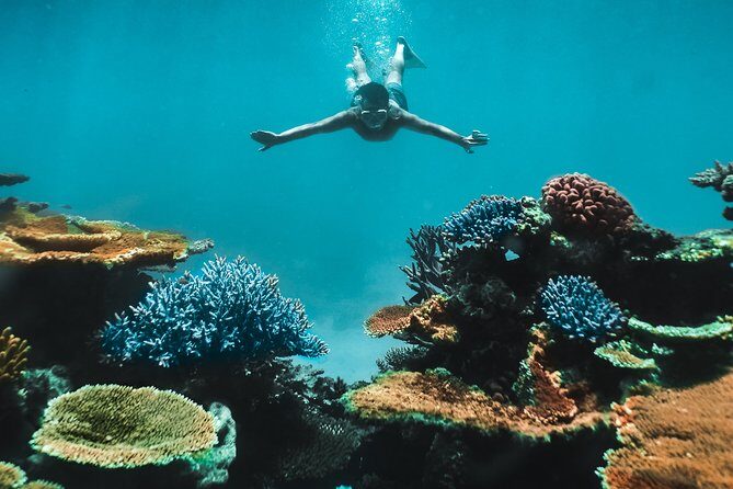 Great Barrier Reef Cruise from Townsville or Magnetic Island - An In-Depth Look at the Tour
