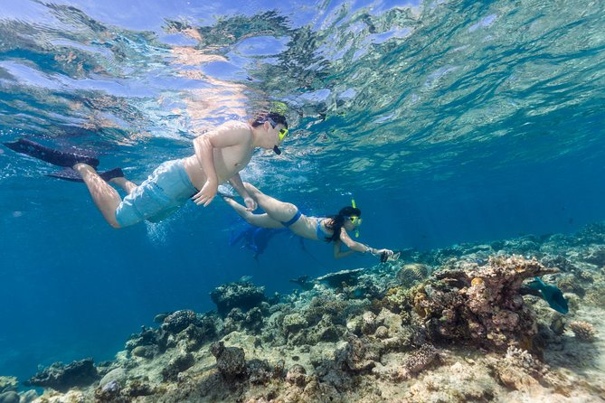 Great Barrier Reef Snorkeling and Diving Cruise From Cairns - Guest Experiences