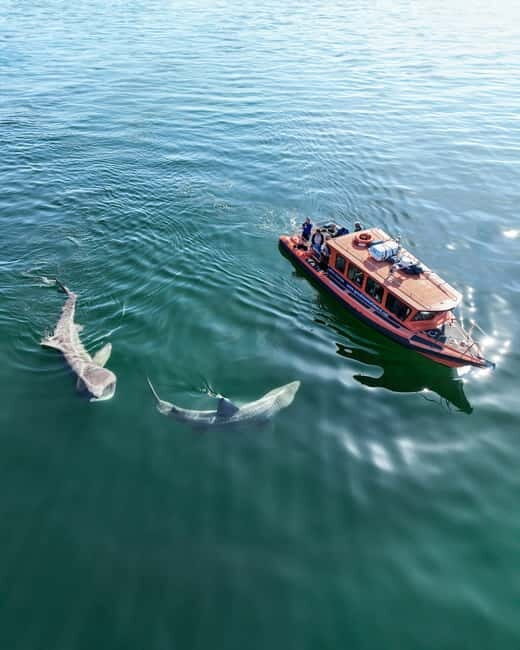 Great Blasket Island Wildlife Tour with Island Landing - The Value for Money