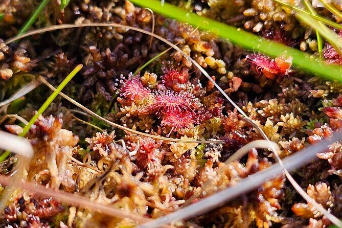 Great emeri Bog and Swamp Forest Hiking Adventure - Frequently Asked Questions