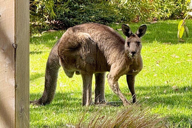 Great Ocean Road 1 Day Luxury Private Tour - An In-Depth Look at the Experience
