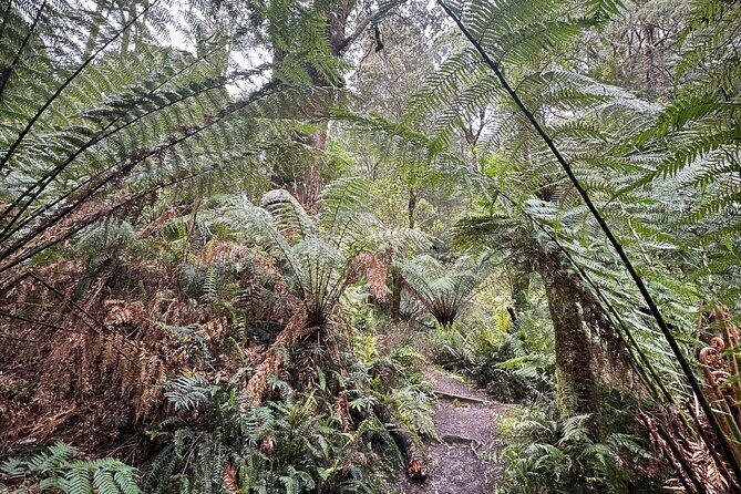 Great Ocean Road 12 apostles PRIVATE Luxury Tour 5 PAX all incl. - Who Should Book This Tour?