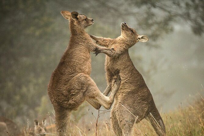 Great Ocean Road 12 Apostles Tour - Less crowd more highlights - Practical Details and Insights
