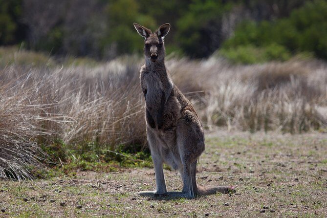 Great Ocean Road and Wildlife Tour for Backpackers aged 18-35 - Who Should Consider This Tour?