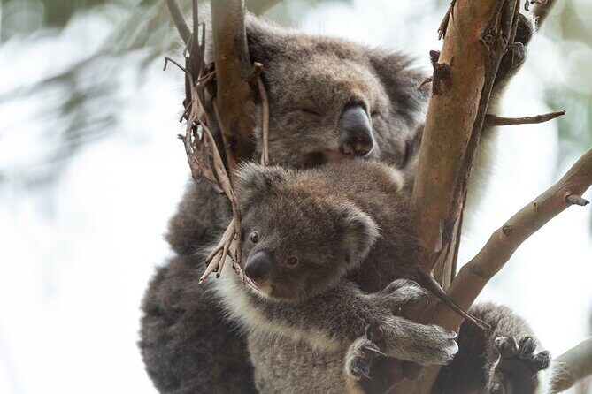 Great Ocean Road Coastal Spectcular with Wildlife Wonders - The Value of This Experience