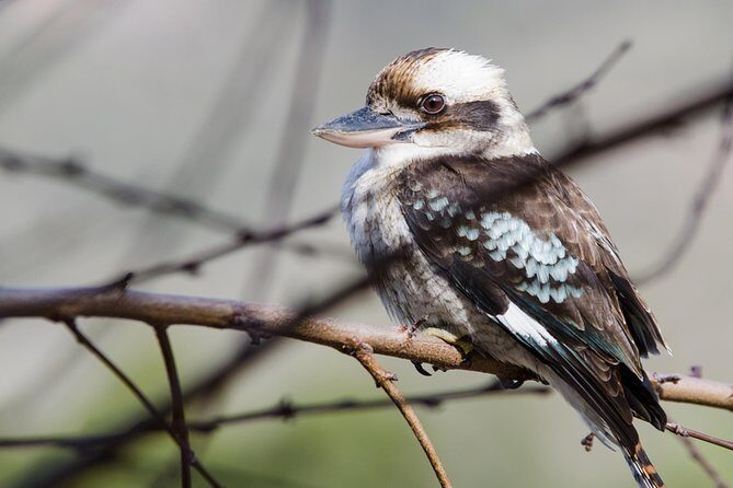 Great Ocean Road Grampians 2 Day Tour from Melbourne to Adelaide - Who Is This Tour Best For?