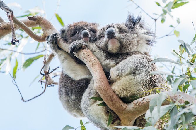 Great Ocean Road Grampians 3 Day National Park Tour Melbourne Roundtrip - Day Two: Wildlife and Mountain Majesty