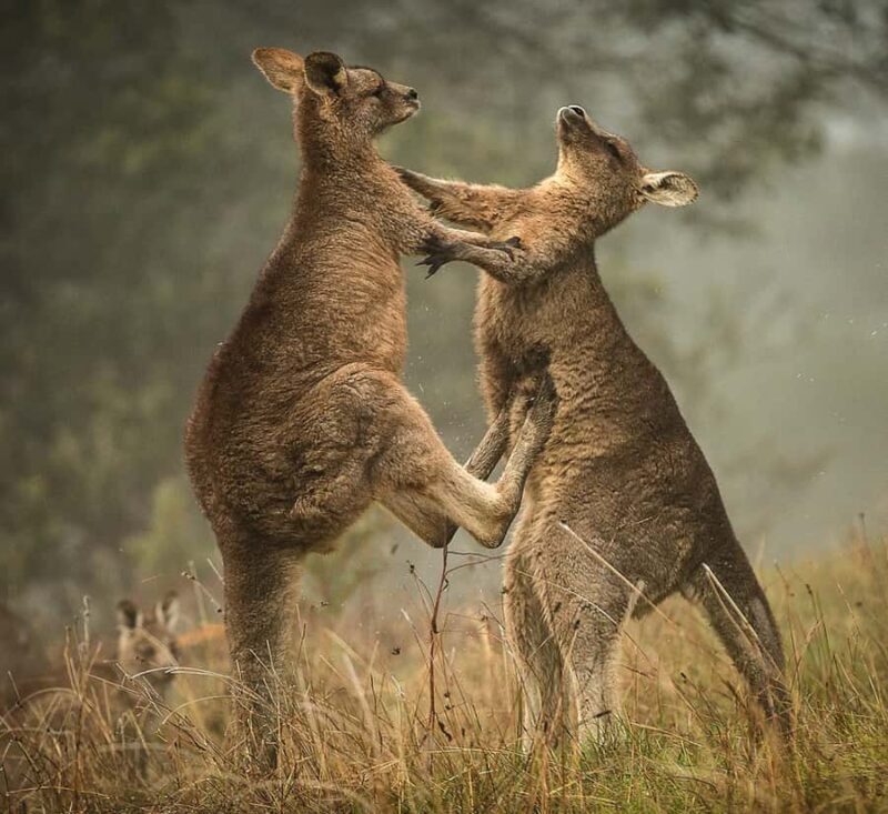 Great Ocean Road Hidden Coastal Gems Full Day Explorer -Tour - A Detailed Look at the Great Ocean Road Hidden Coastal Gems Full Day Explorer