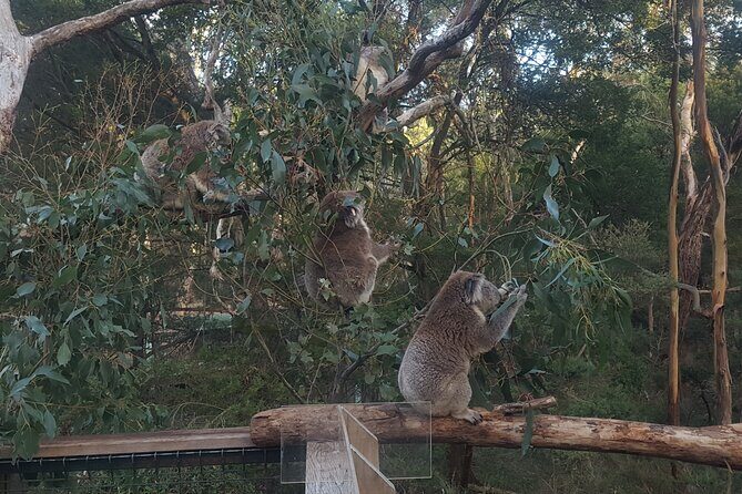 Great Ocean Road In 8 Hours Express Private Tour - Discovering the Highlights of the Great Ocean Road