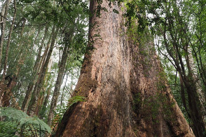 Great Ocean Road Private Day Tour - Who’s This Tour Best For?