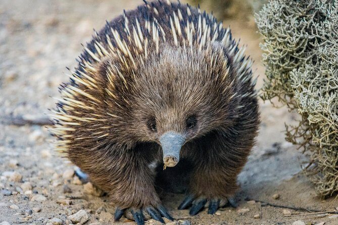 Great Ocean Road Private Tour - Lorne