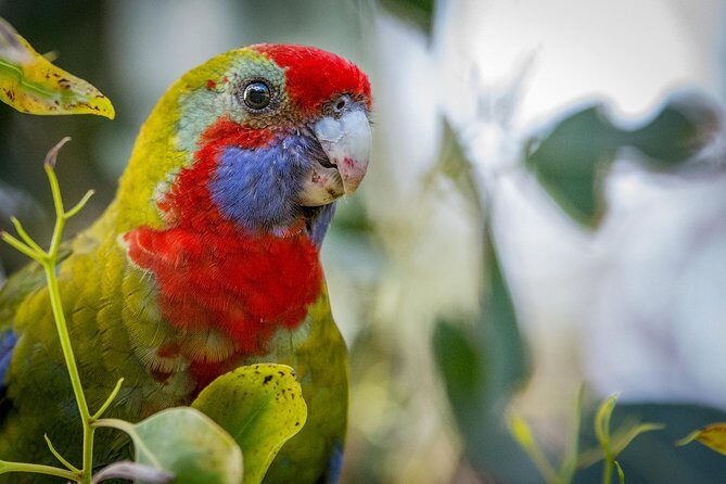Great Ocean Road Reverse Rainforest & 12 Apostles from Melbourne - The Not-So-Perfect Aspects