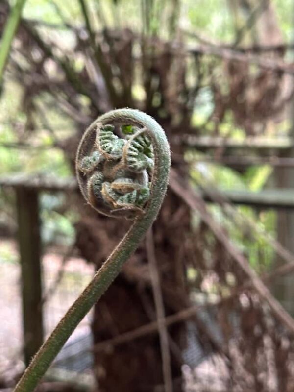 Great Ocean Road reverse Sunrise Tour - A Deep Dive into the Experience