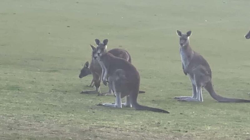 Great Ocean Road reverse Sunrise Tour - FAQ