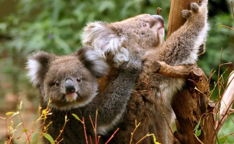 Great Ocean Road Tour w/ Deluxe Minibus & Top-Rated Guide - Who Will Love This Tour?