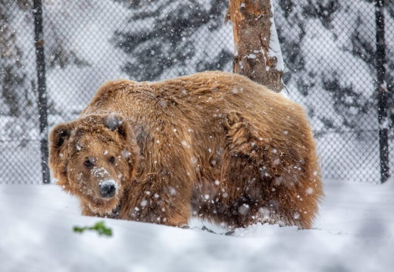 Great Plains Zoo - Ticket Details and Options