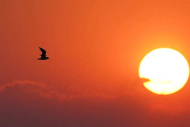 Great Salt Lake Birding and Nature Adventure - What to Expect from the Tour
