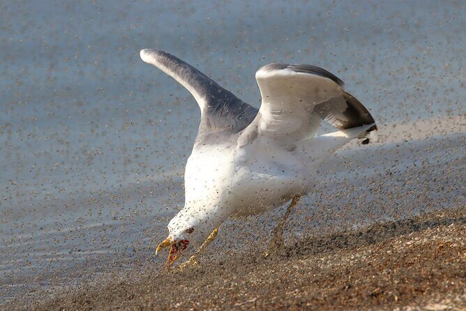 Great Salt Lake Birding and Nature Adventure - Authentic Feedback from Past Participants