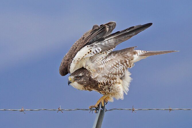 Great Salt Lake Birding and Nature Adventure - The Sum Up: Who Should Consider This Tour?