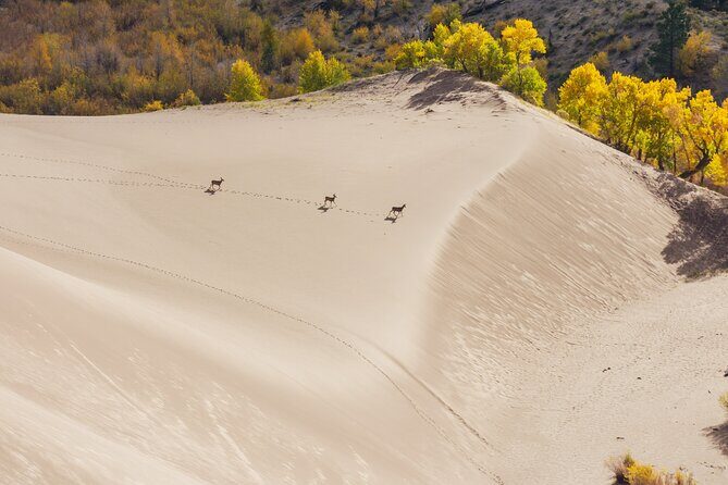 Great Sand Dunes Self Guided National Park Audio Tour - The Value and Who It’s Best For