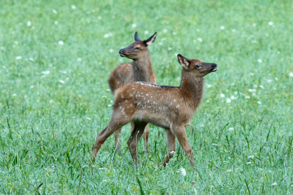 Great Smoky Mountains National Park Self-Guided Driving Tour - Highlights