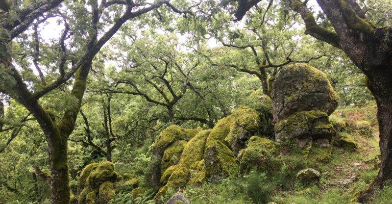 Gredos: Guided Hike in the Vettón Forest - Good To Know