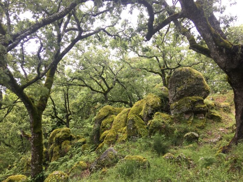 Gredos: Guided Hike in the Vettón Forest - Experience Highlights