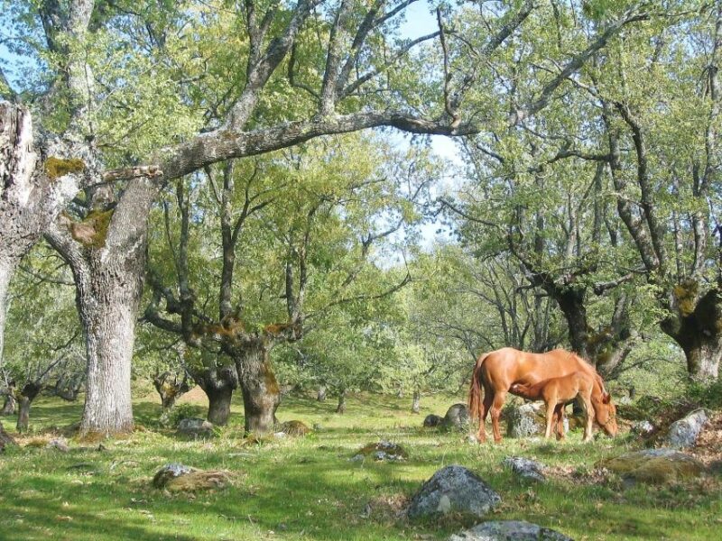 Gredos: Guided Hike in the Vettón Forest - The Sum Up