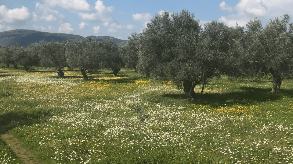 Greece in a Drop: Olive Grove Walk and Olive Oil Tasting - An Authentic Greek Olive Oil Experience