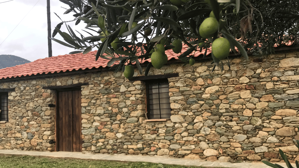 Greece in a Drop: Olive Grove Walk and Olive Oil Tasting - Price and Value