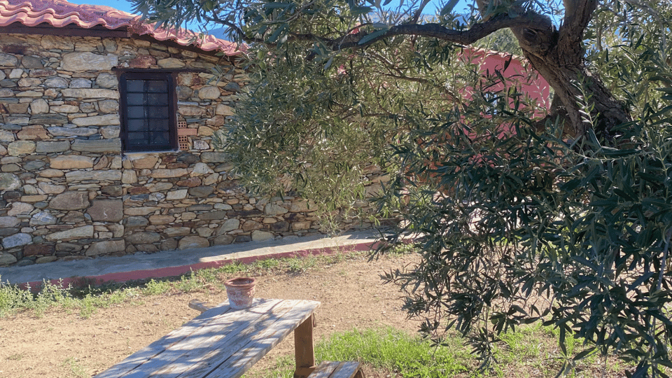 Greece in a Drop: Olive Grove Walk and Olive Oil Tasting - The Sum Up