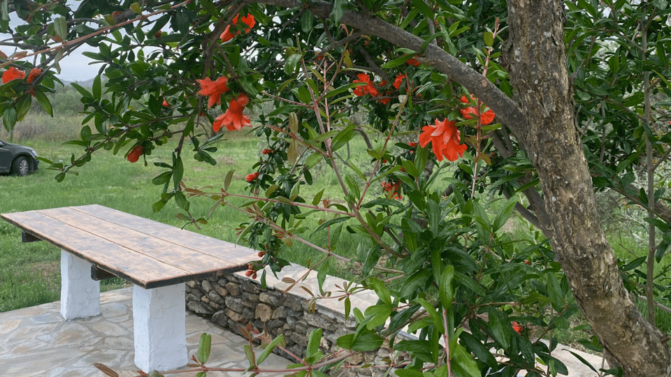 Greece in a Drop: Olive Grove Walk and Olive Oil Tasting - FAQ