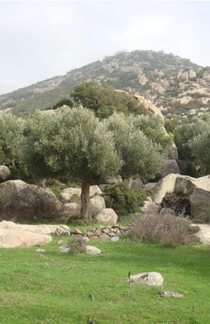Greece: Private Olive Oil Tasting and Corinth Canal Tour - Authenticity and Value: Who Will Love This Tour?
