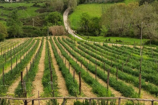 Greek Temples Of Paestum , Mozzarella Factory And Wineries - The Sum Up