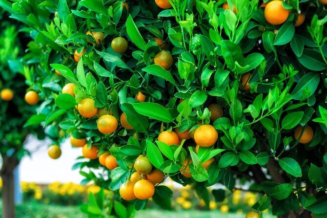 Green Canyon Cruise and Cabrio Bus Guided Tour - What to Expect on the Tour