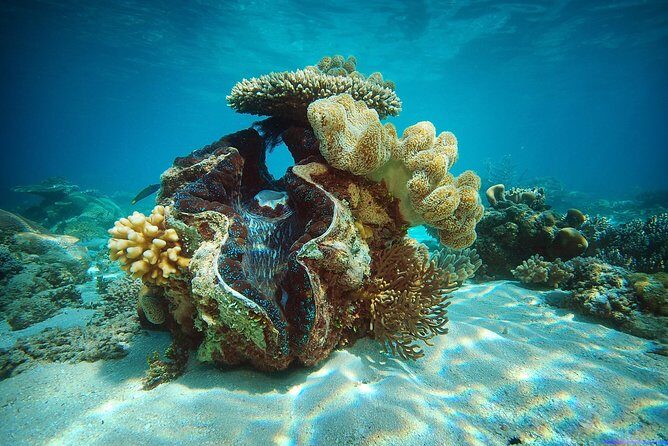 Green Island Half-Day Trip from Cairns - The Sum Up