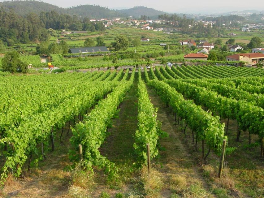 Green Wine Private Wine Tour - Vineyard Visits and Tastings