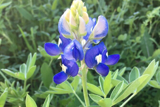 Greenbelter Safari Hikes - Key Points