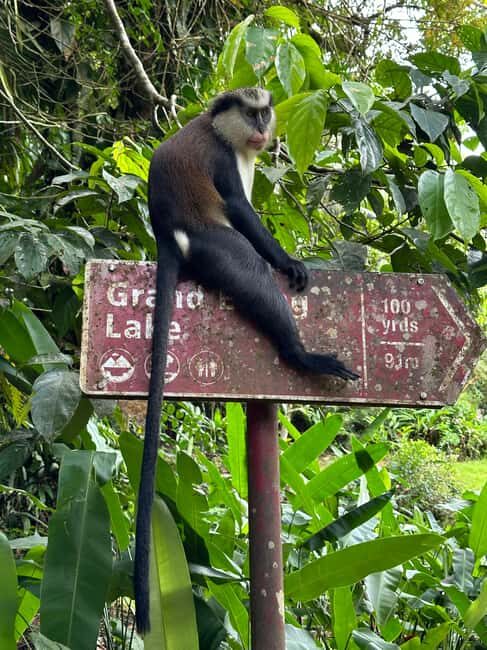 Grenada: Annandale Waterfall, Grand Etang, Grand Anse beach - A Closer Look at the Tour Experience