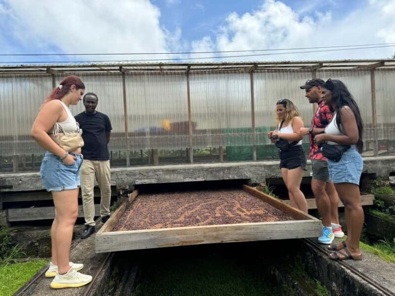 Grenada: Belmont Estate Tree to Bar Chocolate Workshop - An In-Depth Look at the Belmont Estate Chocolate Workshop